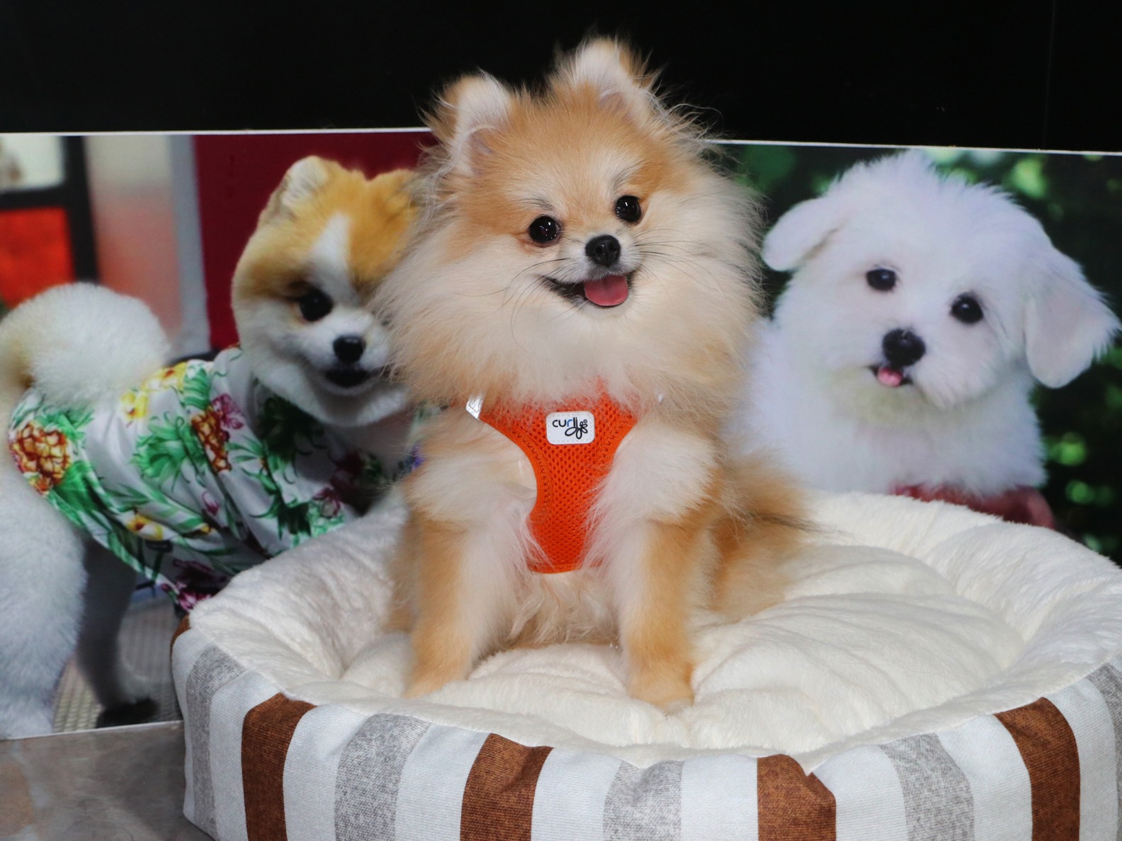 Sevgili Aylin Hanım ve ailesinin Pomeranian dostu  Puffy'i Elit Pansiyon bölümümüzde ağırlamaktan mutluluk duyduk