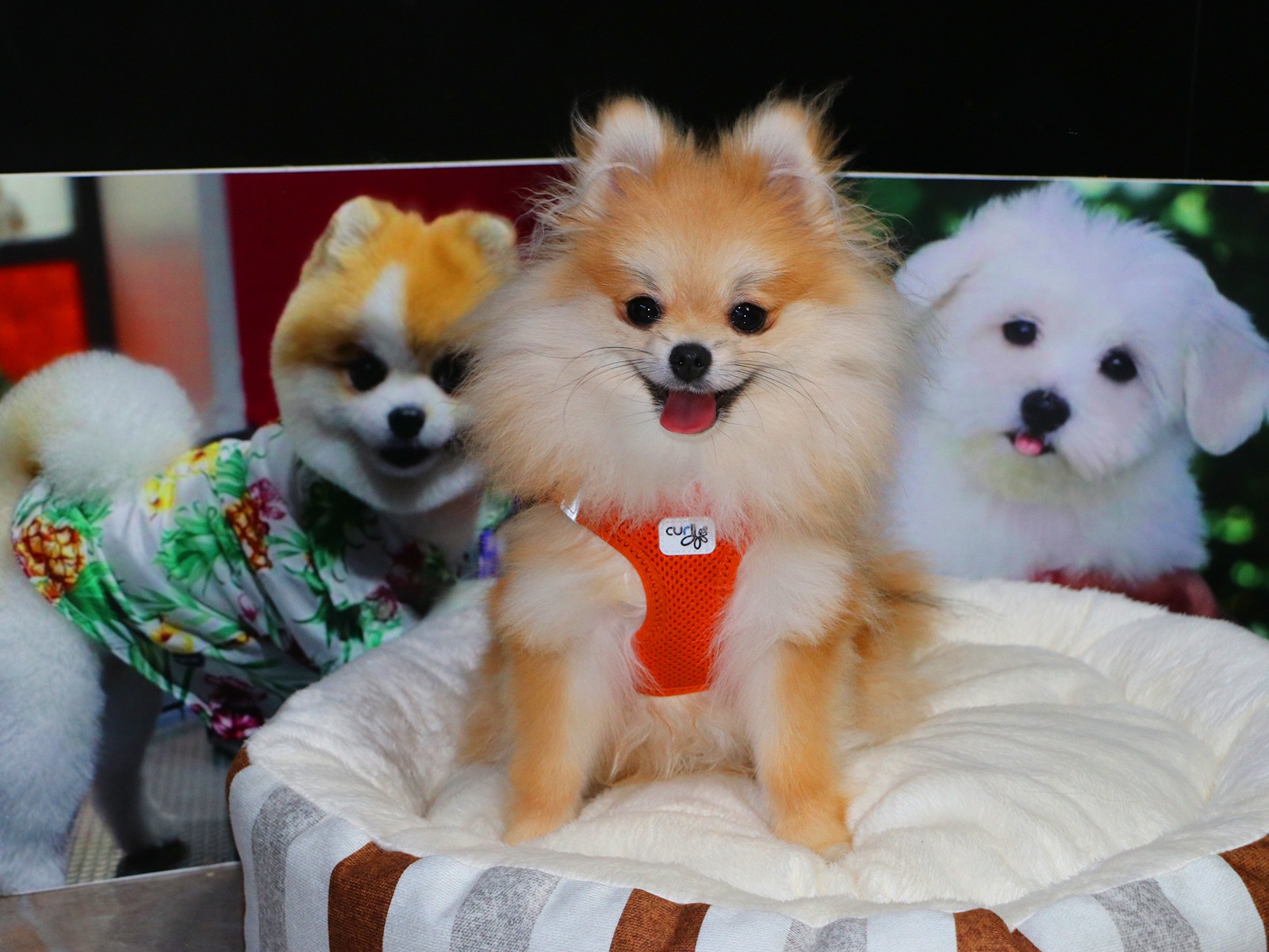 Sevgili Aylin Hanım ve ailesinin Pomeranian dostu  Puffy'i Elit Pansiyon bölümümüzde ağırlamaktan mutluluk duyduk