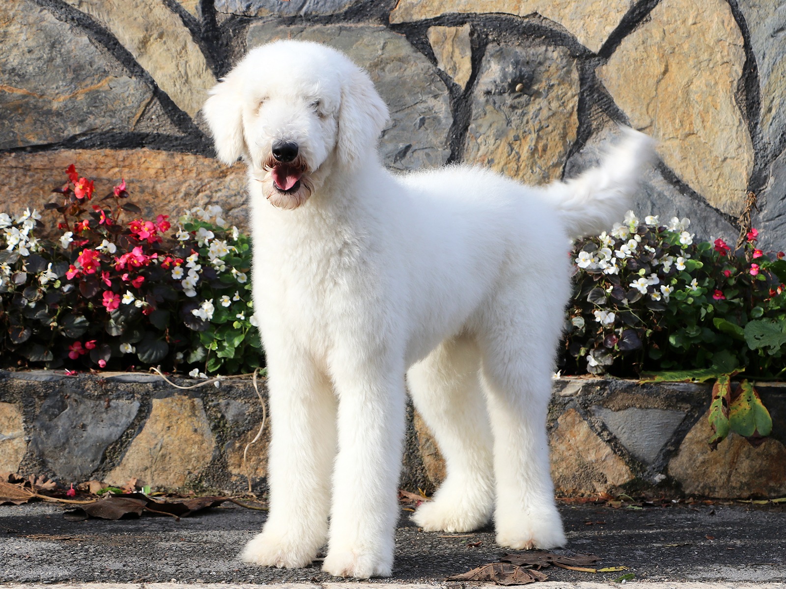 Sevgili Gamze Hanım'ın Labradoodle dostu Betty, Elit Pet Otelimizde pansiyonerlerimiz arasında yerini aldı