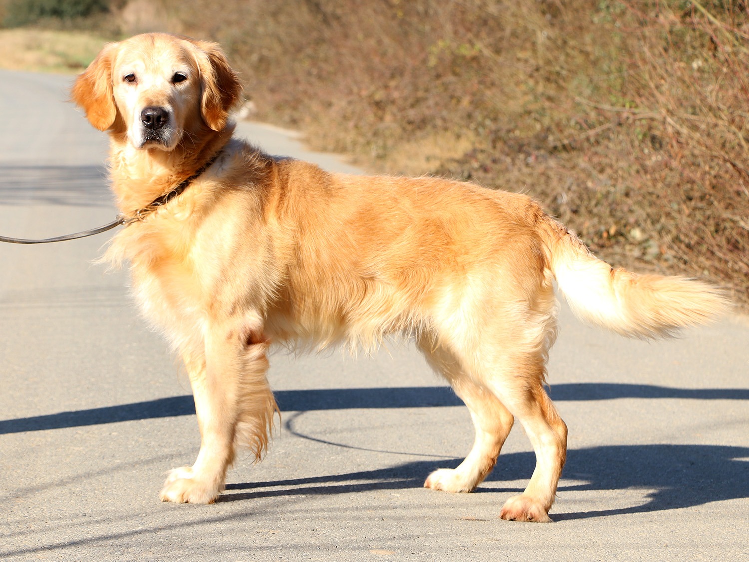  Pansiyonerlerimizden Golden Retriever Erik