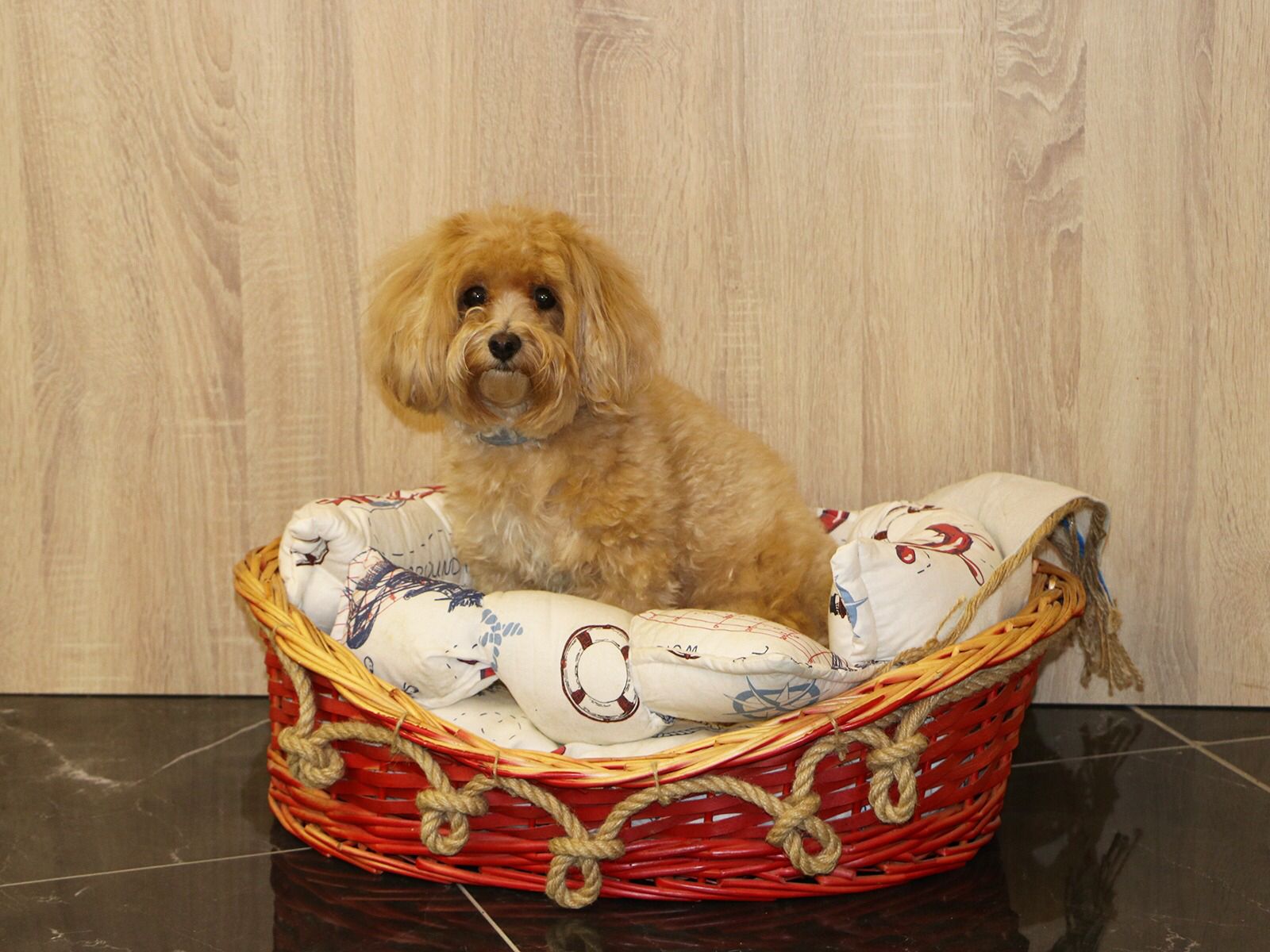 Pansiyon misafirimiz Maltipoo dostumuz Lucky