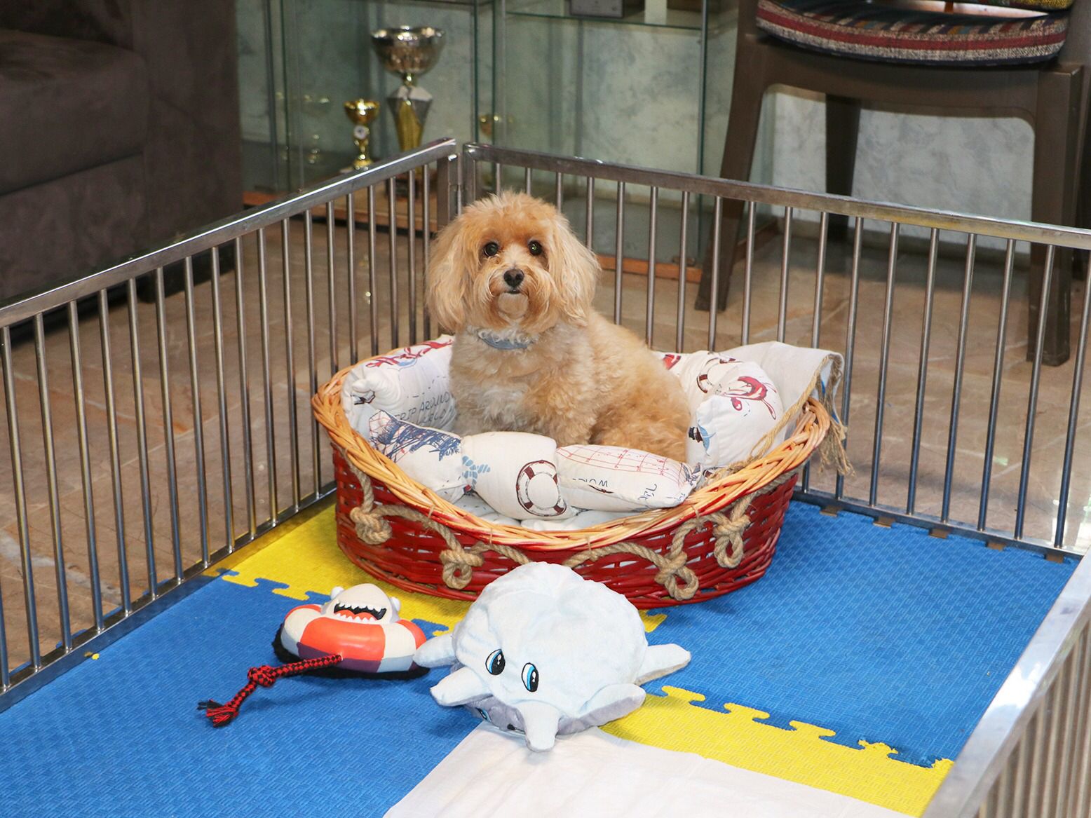 Pansiyon misafirimiz Maltipoo dostumuz Lucky