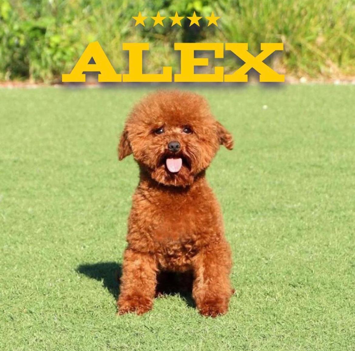 Fenomen Redbrown Poodle dostumuz Alex