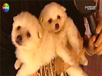 Serdar Ortaç'ın Pomeranian cinsi köpeğini Can Paksoy Cumartesi Sürprizine anlattı