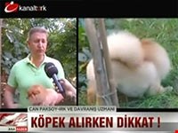 Ailelere uygun köpekler, Can Paksoy Kanaltürk Anahaber'e anlattı