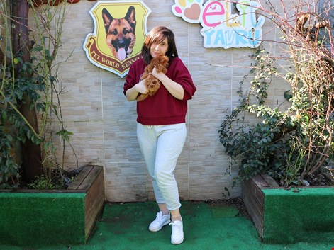 Ankara'dan Gizem Hanımın Teacup Poodle Dostu Pari Tuvalet eğitimini tamamladı.