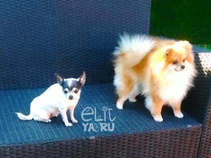 Baldöner Ailesi'nin pet dostları Chihuahua ve Pomeranian