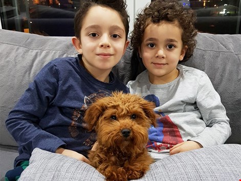 Berberoğlu Ailesi, Toy Poodle Mocha’ya kavuştu