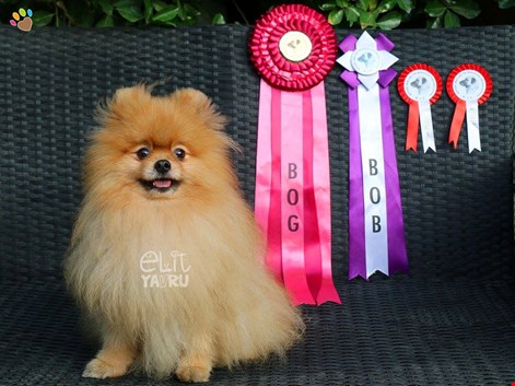 Dünyaca ünlü Pomeranian Dzeko Türkiye Şampiyonu