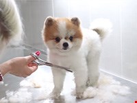 Pomeranian Boo tıraşı Elit Pet Kuaförümüzde