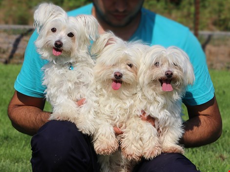 Nihal Yahya Beyoğlu'nun Maltese Terrier yavruları