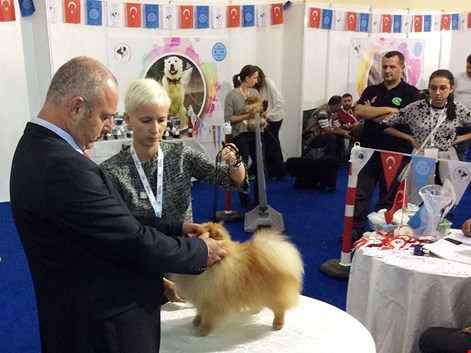 Pet İstanbul Fuarında Pomeranian Başarılarımız