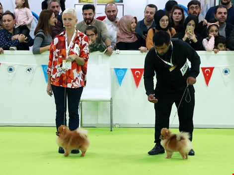 Petzoo yarışmasında Pomeranian dostlarımızın başarısı