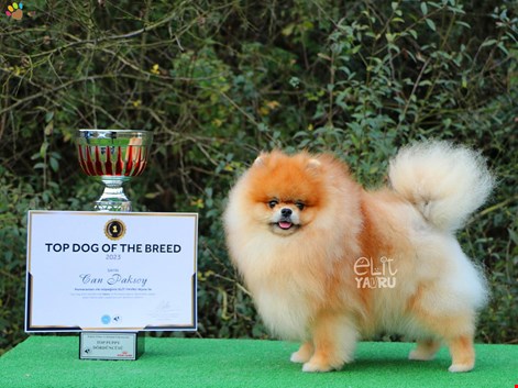 Pomeranian Dostumuz Wyn 2023 TOPDOGG  ödülünün sahibi oldu