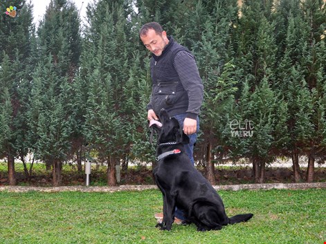 Serdar Ortaç'ın Labrador cinsi köpeği Alfi temel itaat eğitimini aldı
