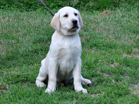 Sosyal ve aile ile uyumlu Labrador cinsi yavrular satışta