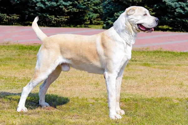 Alabay Köpek Irkı Özellikleri - Elit Yavru