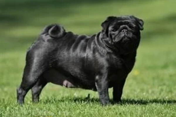 Pug (Mops) Köpek Irkı Özellikleri - Elit Yavru