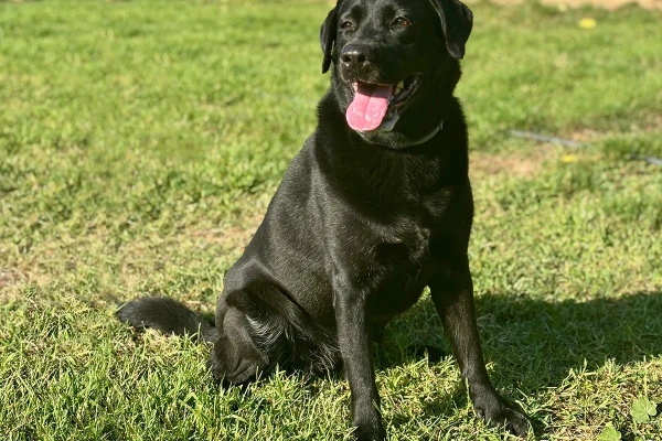 Pansiyonerlerimizden Labrador Tina - Elit Yavru