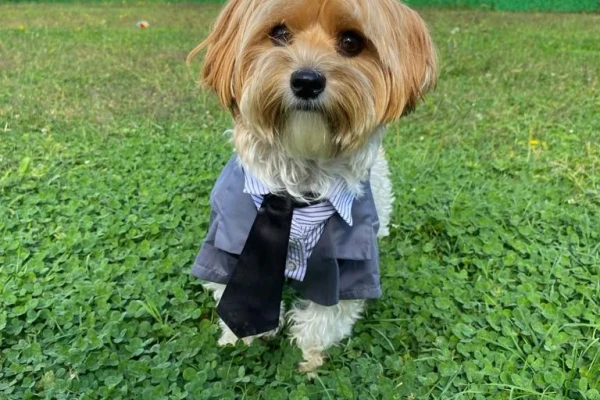 Yakışıklı Pansiyonerimiz Morkie Marty - Elit Yavru