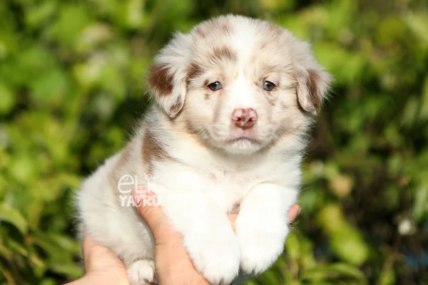Banjo Border Collie Yavru Köpek - Elit Yavru