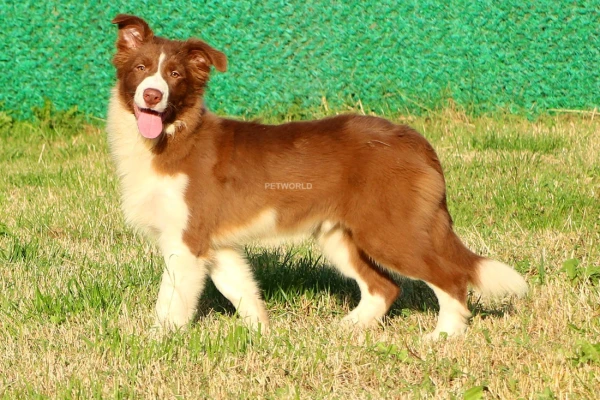 Barney Border Collie Yavru Köpek - Elit Yavru