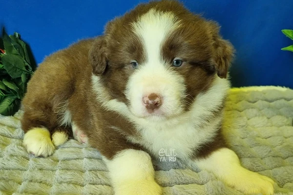 Bob Border Collie Yavru Köpek - Elit Yavru