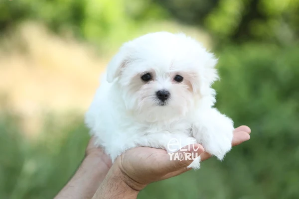 Mimi Maltese Terrier Yavru Köpek - Elit Yavru