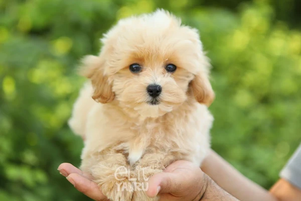 Narlo Maltipoo Yavru Köpek - Elit Yavru