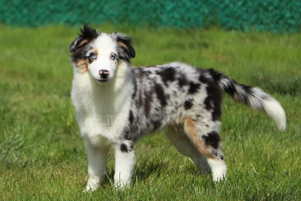 Henry Miniature american shepherd Yavru Köpek - Elit Yavru