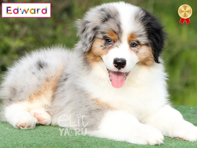 Mükemmel karakter ve sosyal uyum