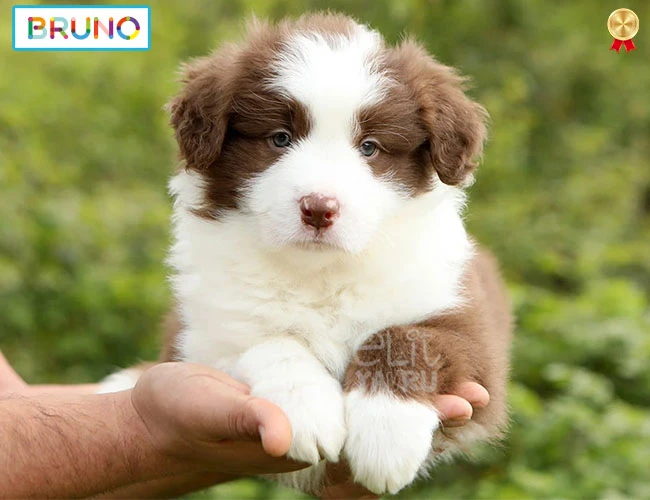 Yüksek zekasıyla Border Collie