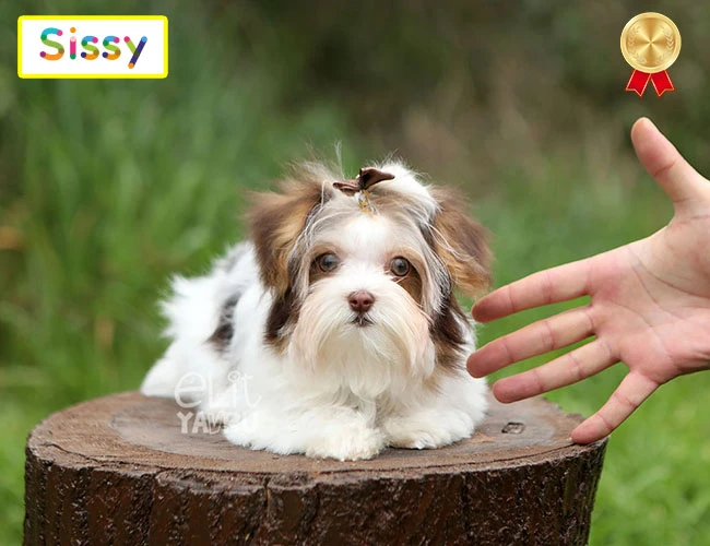 Dikkat çekici güzellik, Teacup Morkie