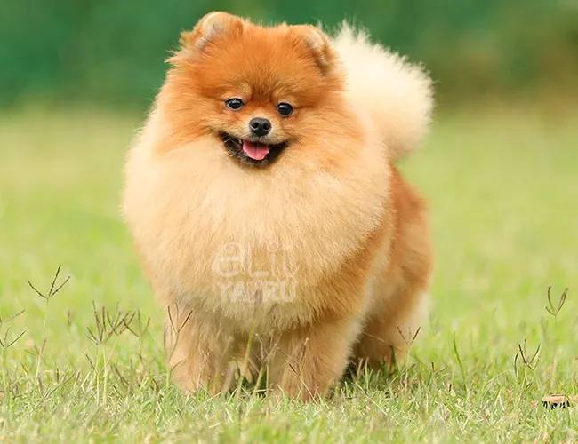 Teddybear yüz güzelliğinin en özel örneği Miya