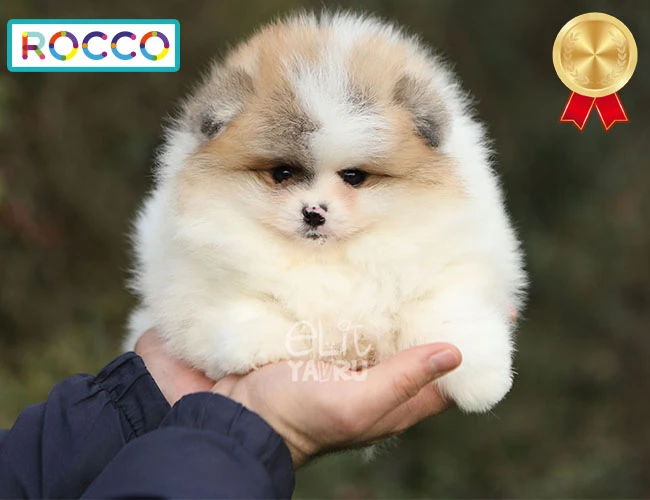 Particolor Renk & Teddy Bear Yüz Güzelliği