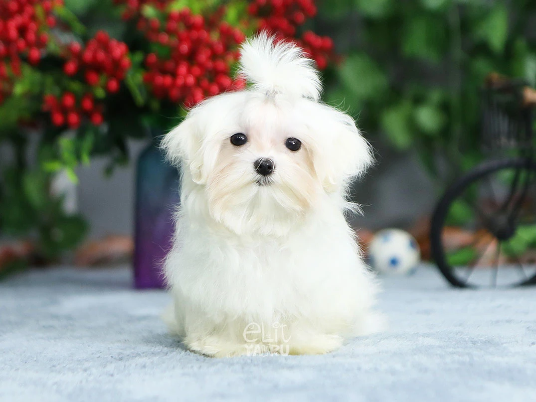 Hipoalerjenik Köpekler Hakkında Merak Edilenler