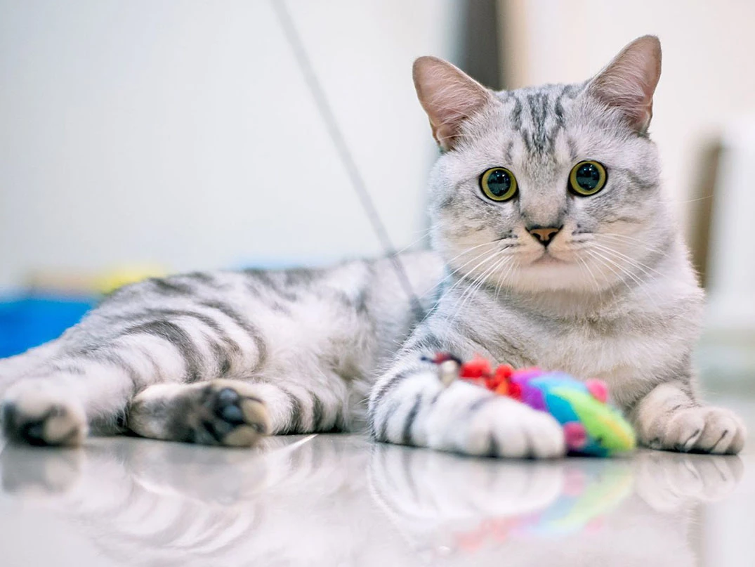 Az Bakım Gerektiren Kedi Irkları Hangileridir?