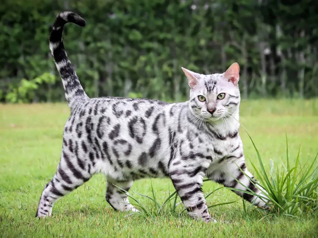 Hipoalerjenik Kedi Irkları Nelerdir?