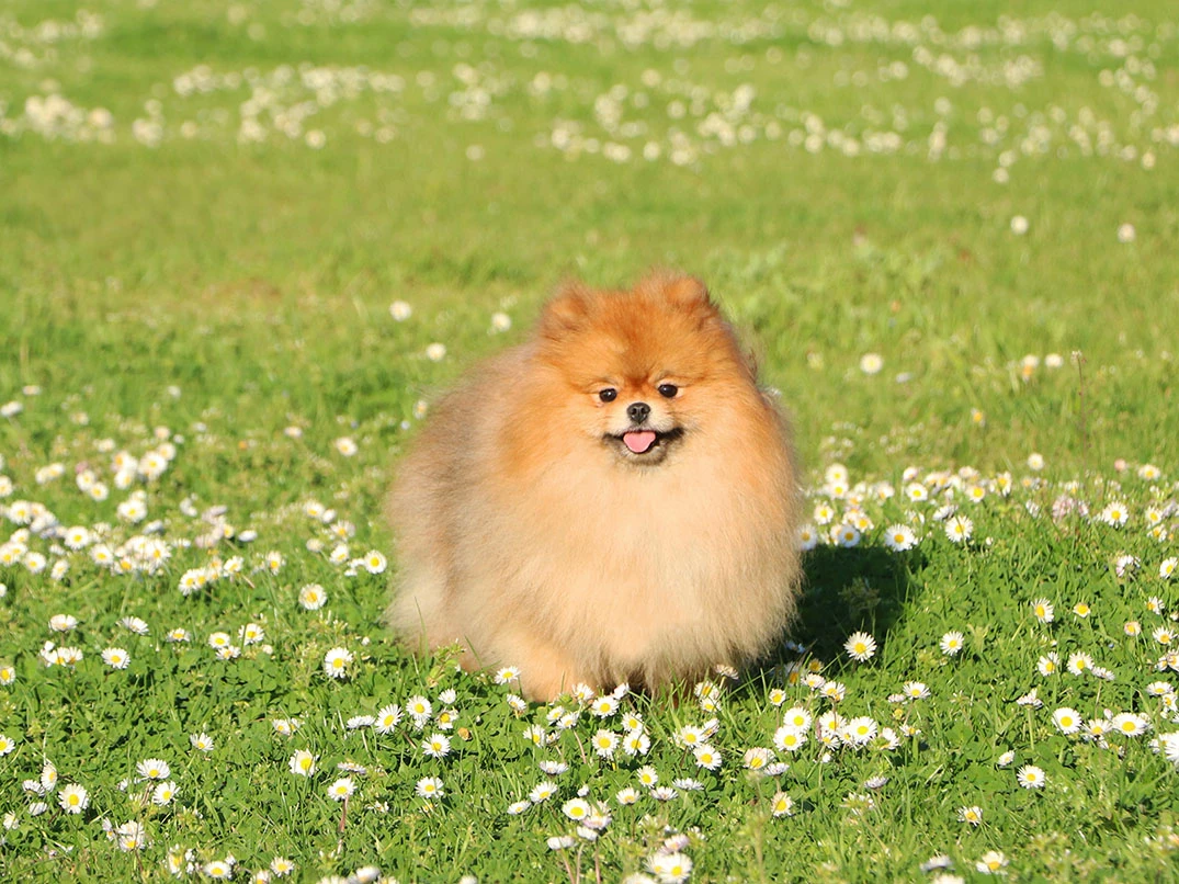 Büyümeyen Köpek Cinsleri Nelerdir? Özellikleri ve Bakım İpuçları