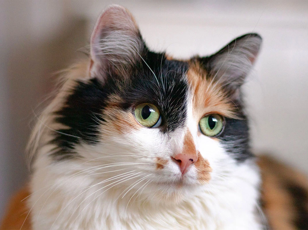 Calico Kediler Dişi mi Olur?