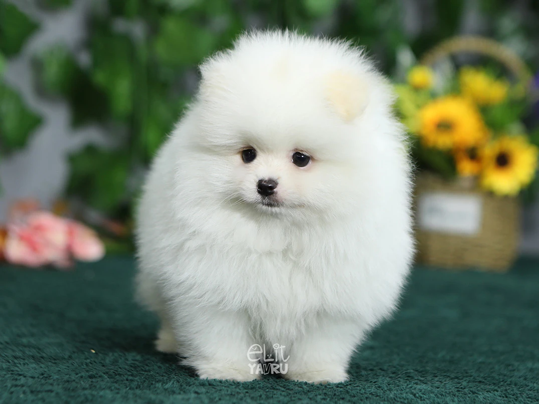 Pomeranian Cinsi Köpekler İçin İsim Seçimi Nasıl Olmalı?