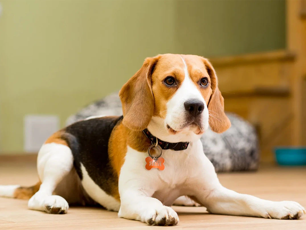 En İnatçı Köpek Cinsleri Hangileri?