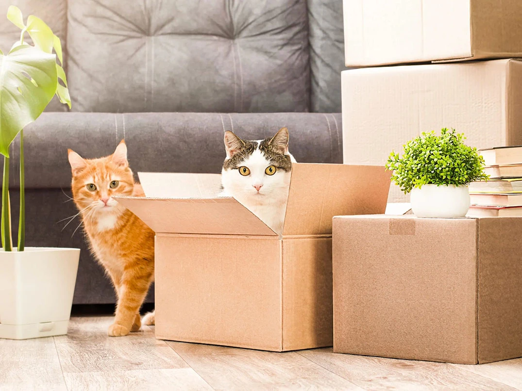 Ev Değiştiren Kedi Psikolojisi