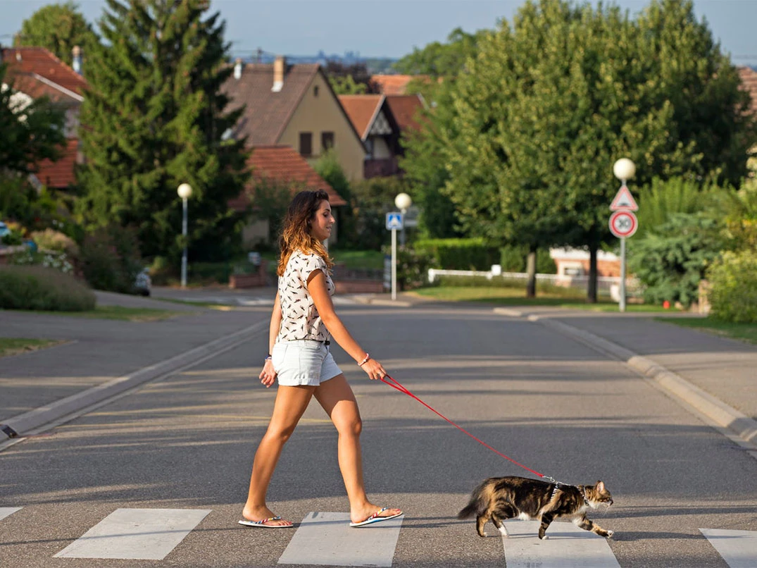 Ev Kedisi Dışarıda Gezdirilir mi?