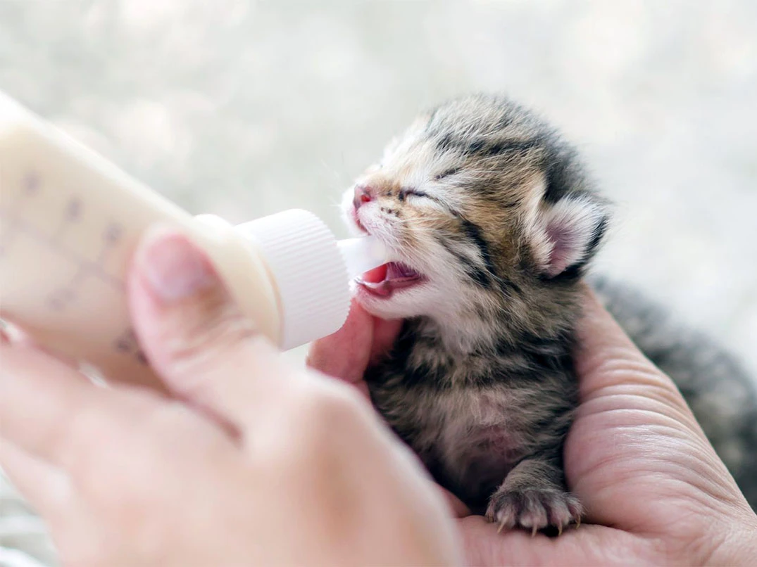 Gözleri Açılmamış Yavru Kedi Nasıl Beslenir?