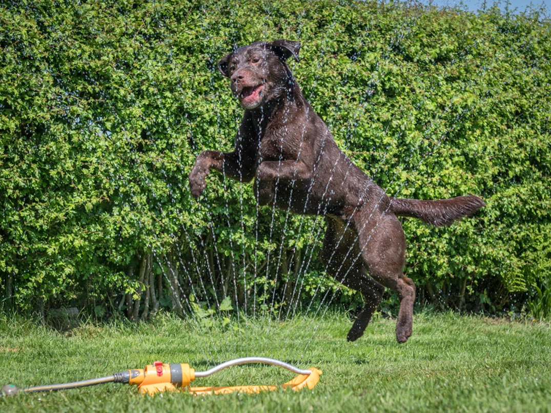 Köpekleri Güneş Çarpmasından Koruma Yolları