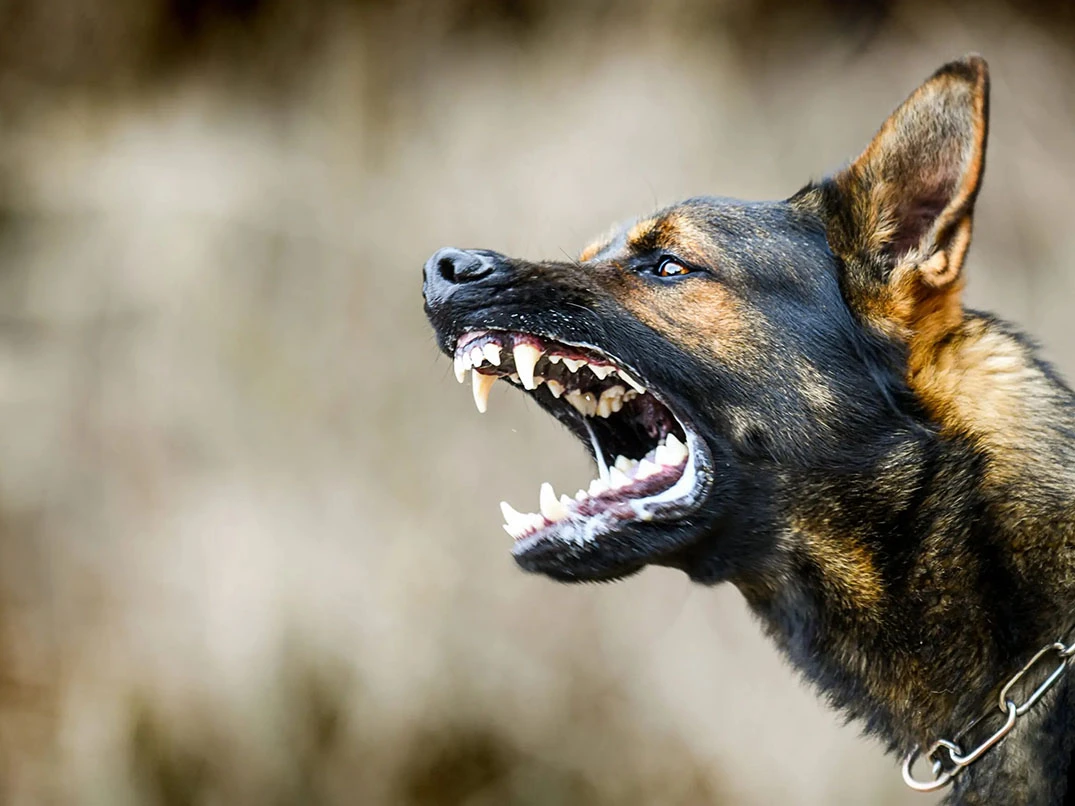 Havlayan Köpek Isırır mı? Köpek Davranışlarını Anlama Rehberi