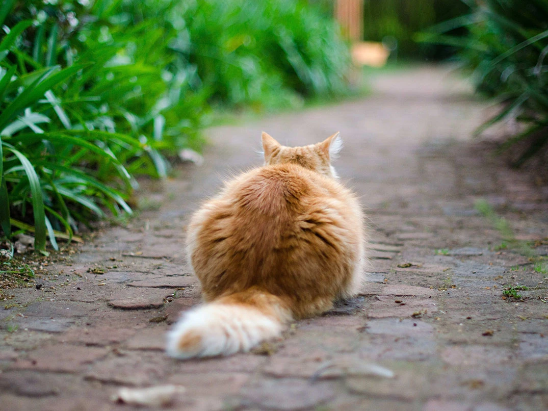 Kaybolan Kedi Nasıl Bulunur?