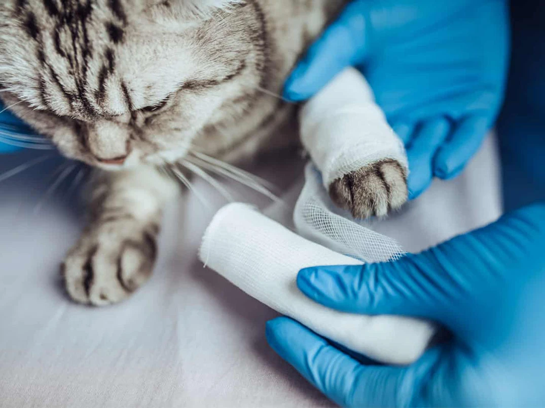 Kedi Derisinde Kabuklu Yara Neden Olur?