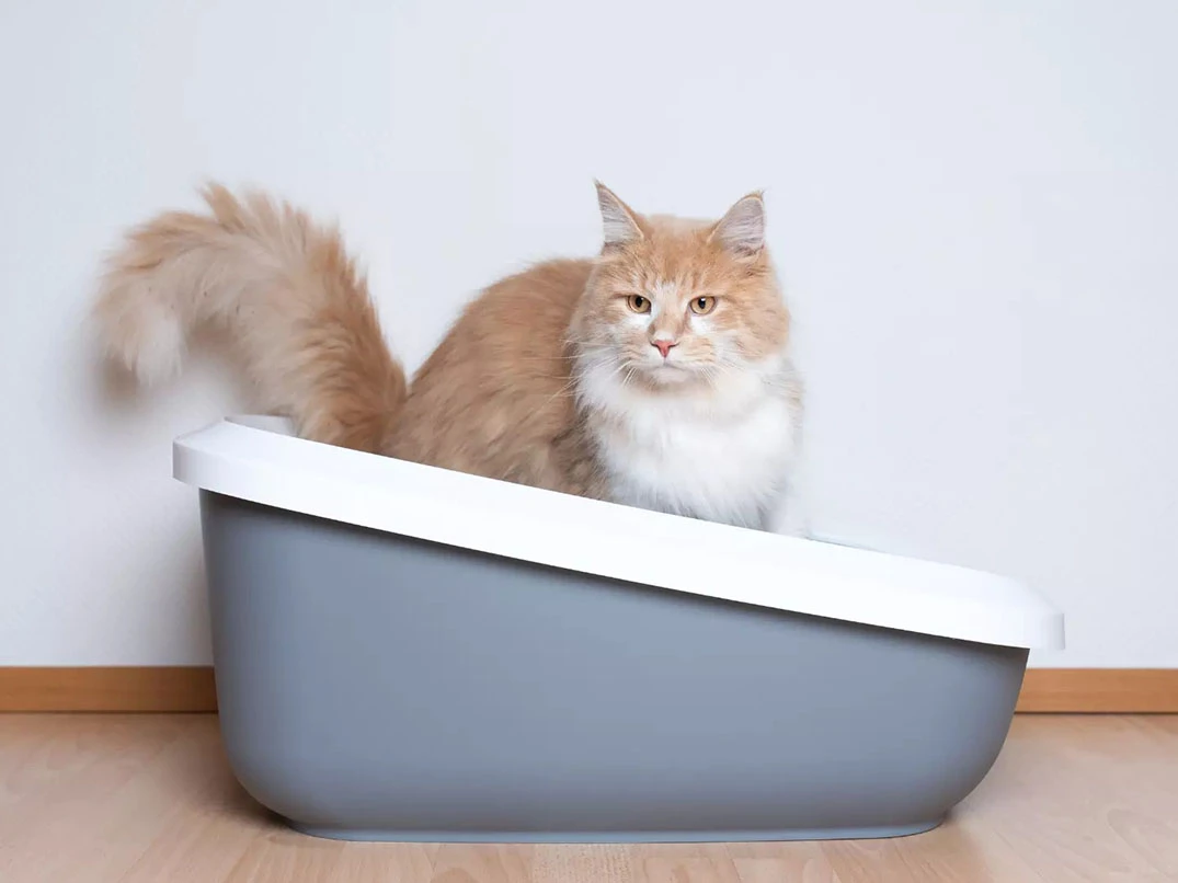 Kedi Dışkısında Kan Olması Ne Anlama Gelir?